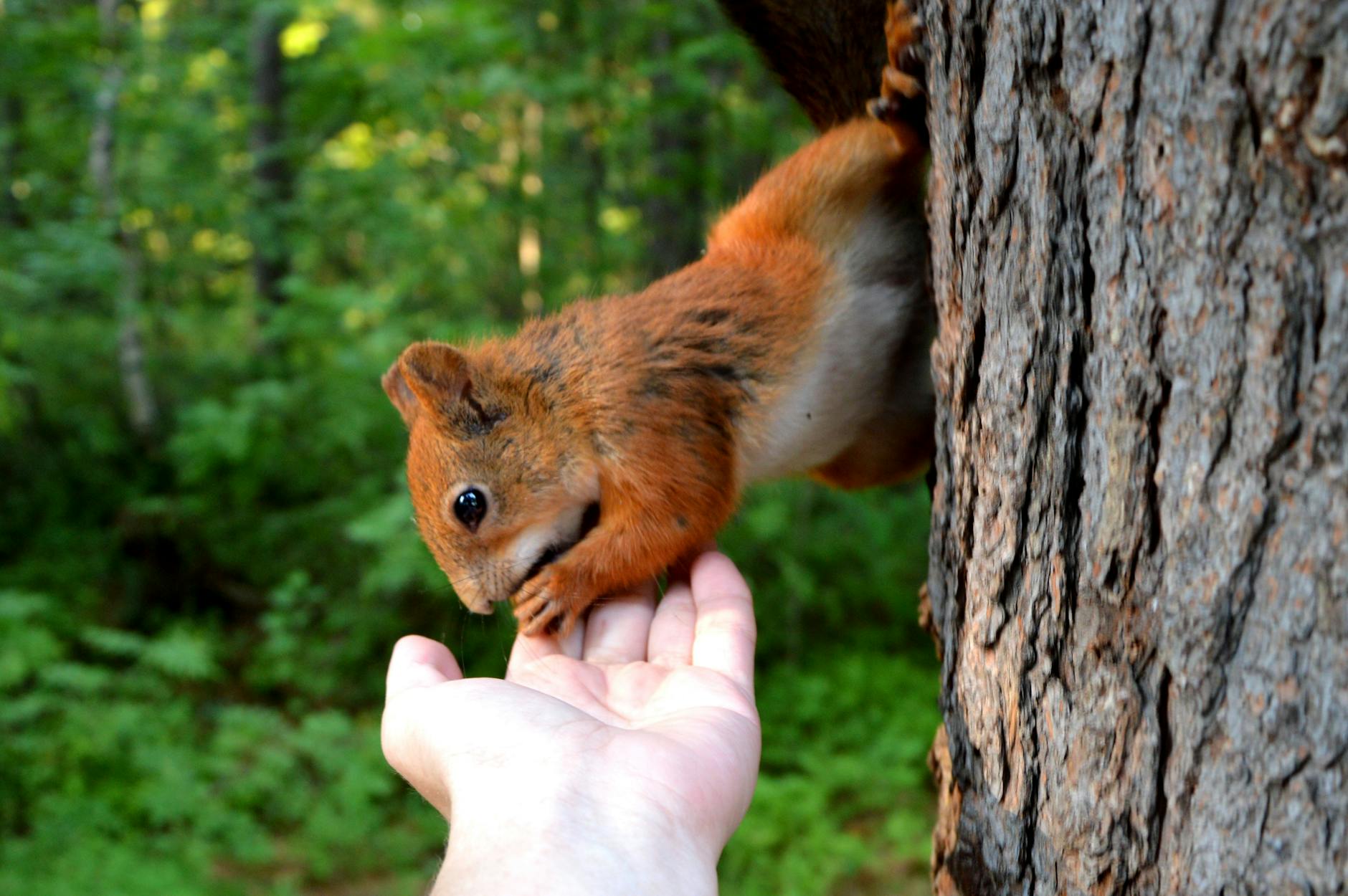 squirrel biting person s hand