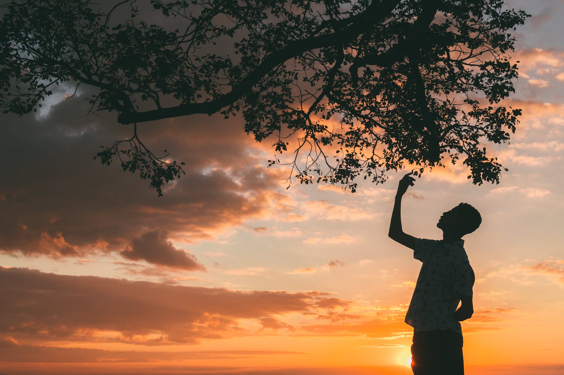 silhouette of man standing under tree during sunset