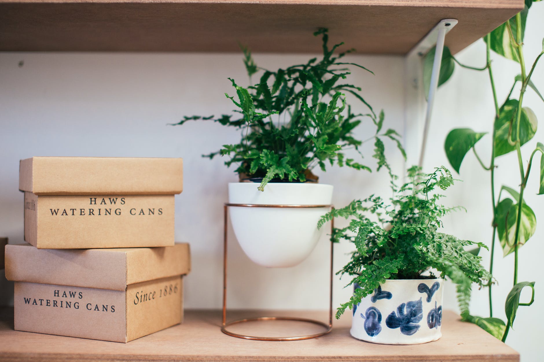 potted green plants composed with carton boxes