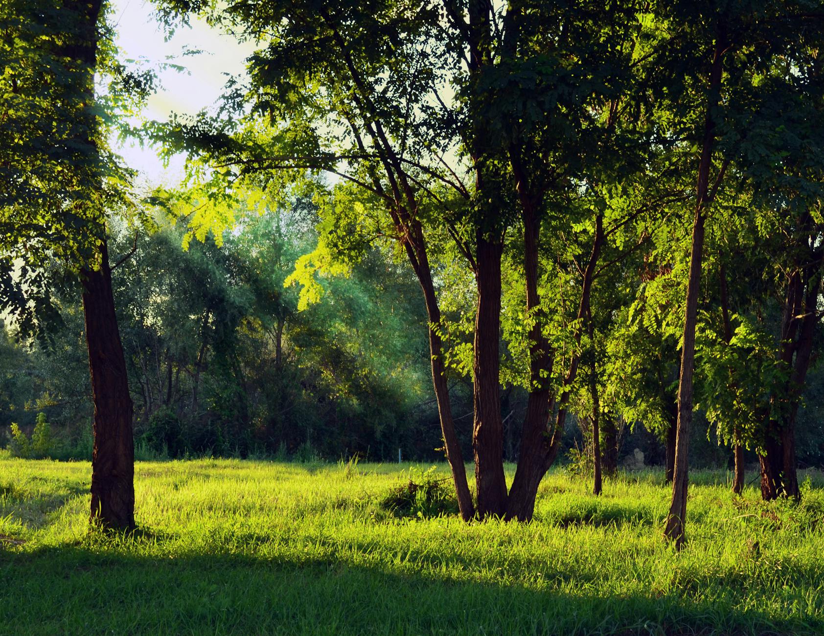 green forest under white sky during daytime