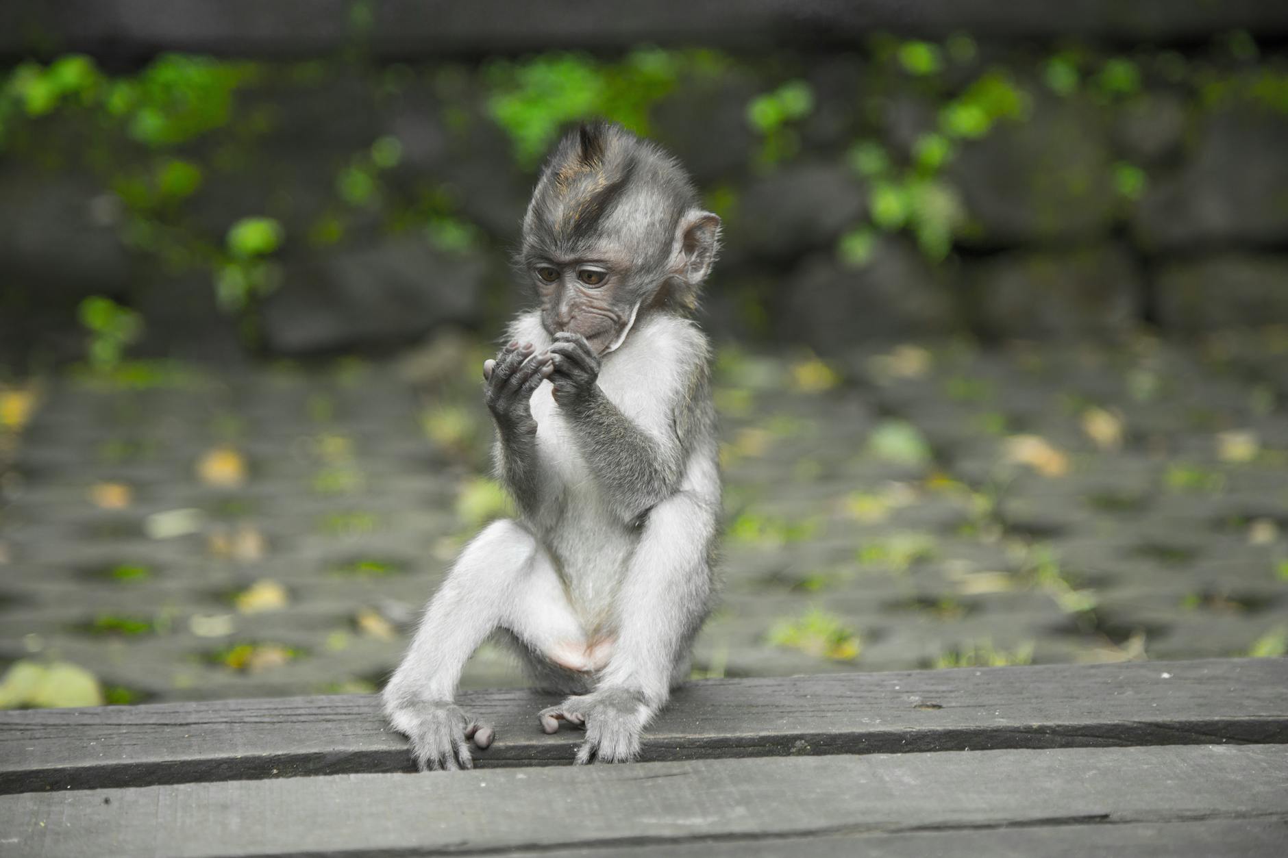 primate sitting on wooden surface