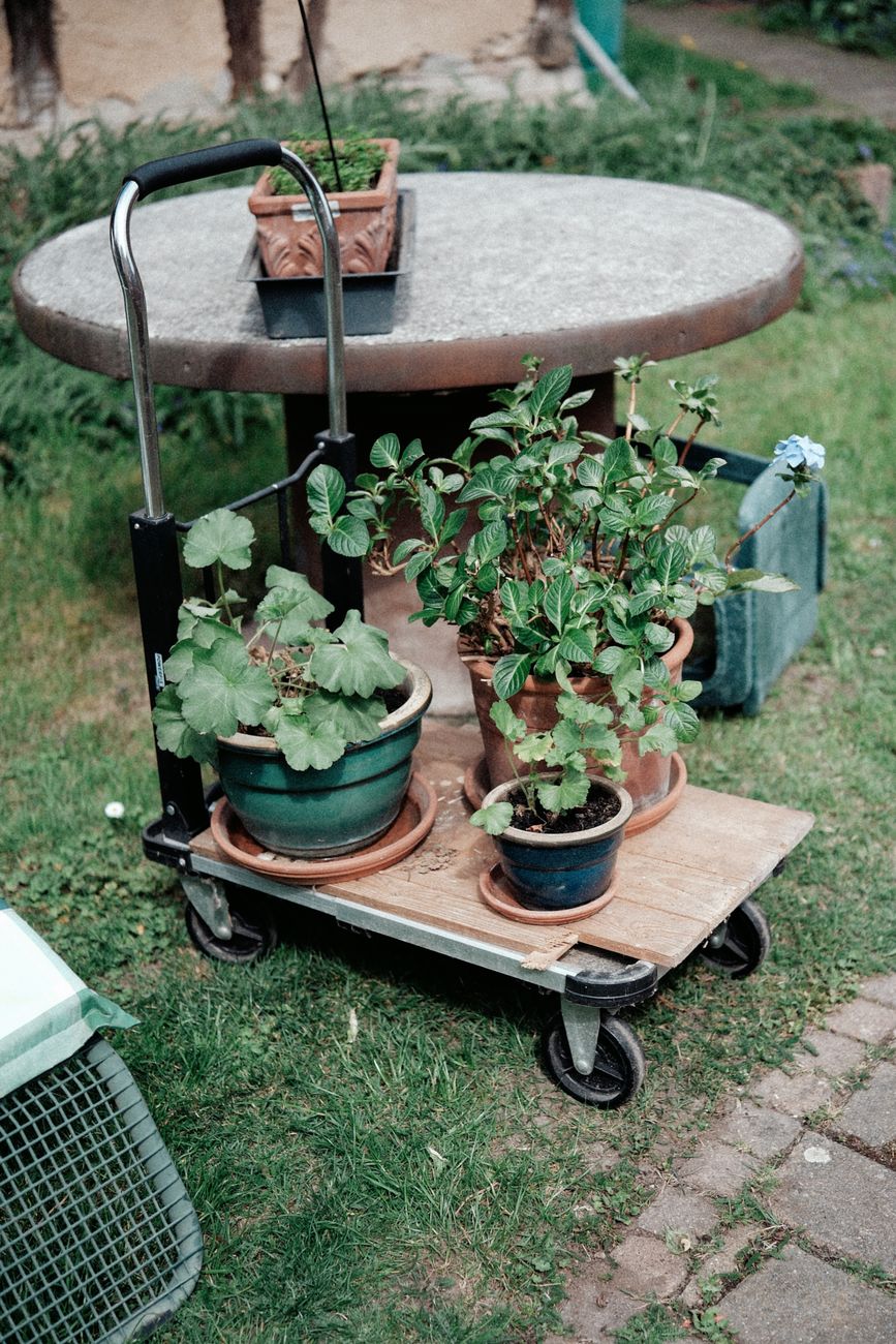 In the Garden